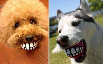 Funny Dog's Teeth Ball